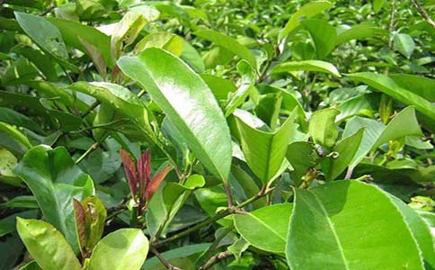 苦丁茶(苦灯茶)