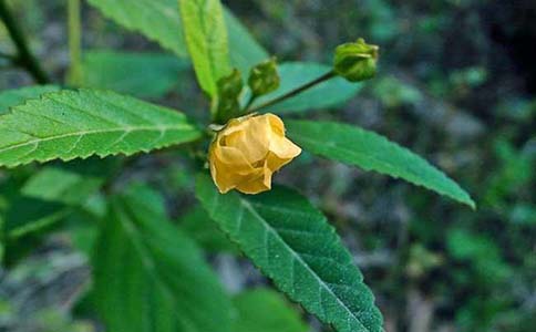 黄花稔