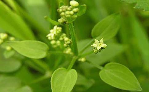 茜草腾
