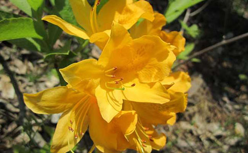 闹羊花