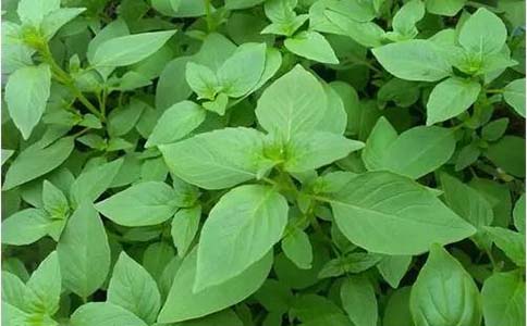 石荠苧