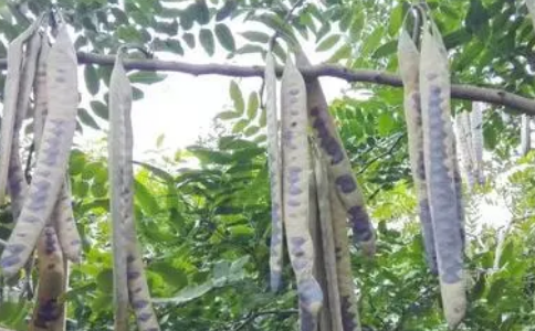 皂荚