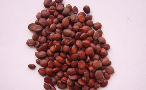 酸枣仁