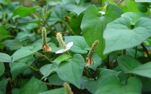 鱼腥草