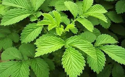 仙鹤草