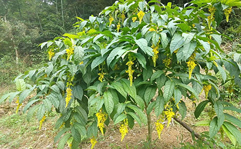 黄花倒水莲