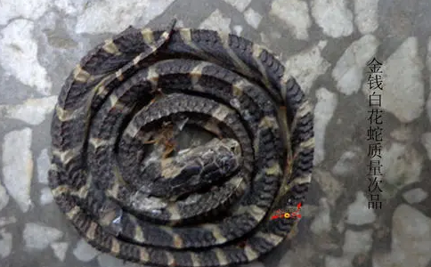 金钱白花蛇