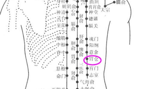 胃仓穴的位置