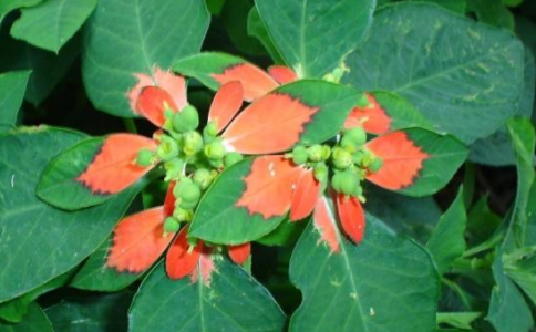 叶象花