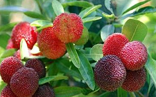 中药矮杨梅的图片形态及其功效与应用！